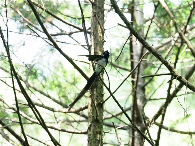 TRE`E,Japanese Paradise Flycatcher